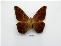 藏品(世界最大夜蛾)的圖片